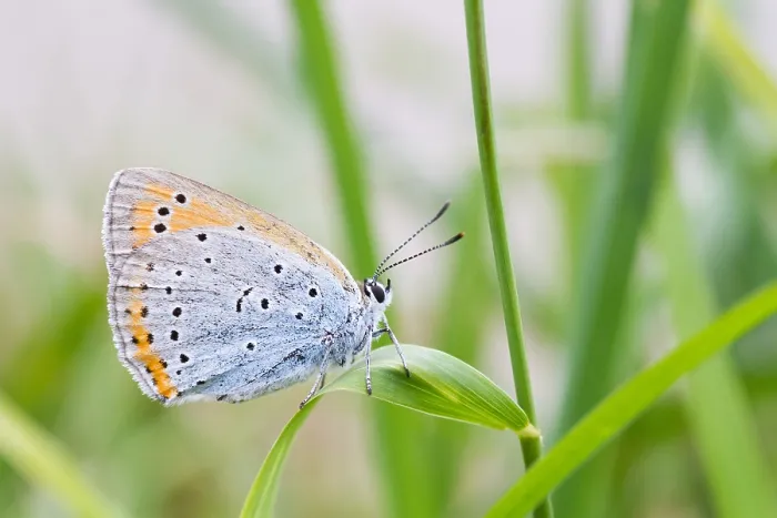 Framed Print : Macro image of a butterfly