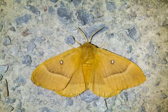 Framed Print : Macro image of a butterfly