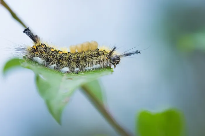 Framed Print : Macro image of a butterfly