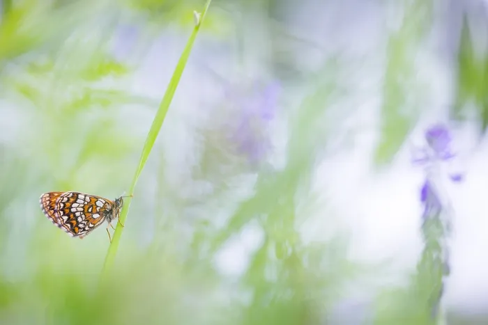 Framed Print : Macro image of a butterfly