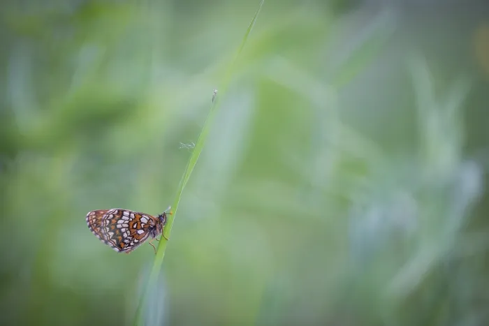 Framed Print : Macro image of a butterfly Framed Print : Macro image of a butterfly