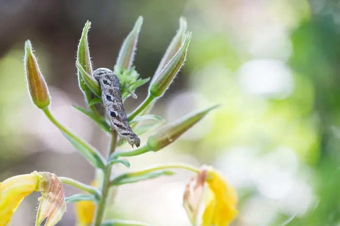 Framed Print : Macro image of a butterfly