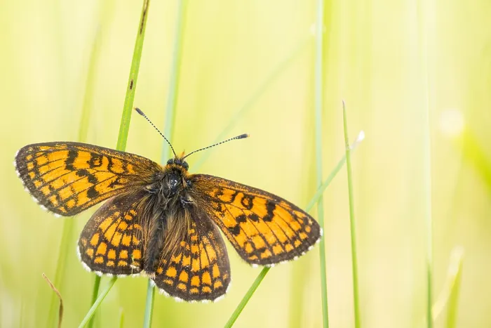 Framed Print : Macro image of a butterfly