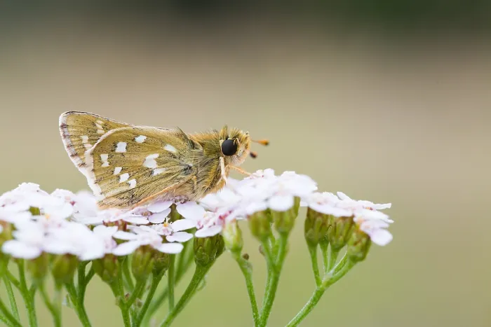 Framed Print : Macro image of a butterfly