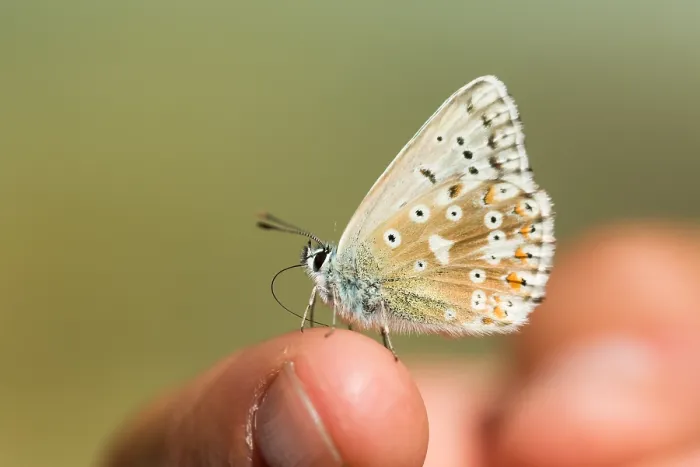 Framed Print : Macro image of a butterfly
