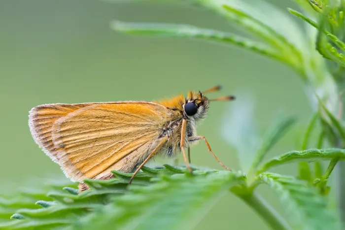 Framed Print : Macro image of a butterfly