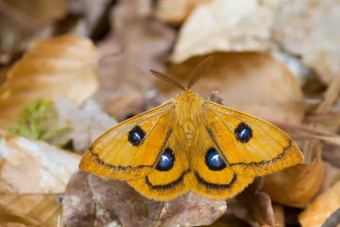 Framed Print : Macro image of a butterfly