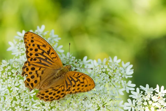 Framed Print : Macro image of a butterfly