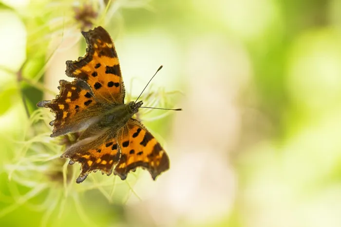 Framed Print : Macro image of a butterfly