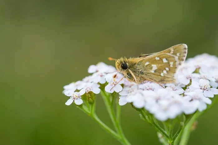 Framed Print : Macro image of a butterfly