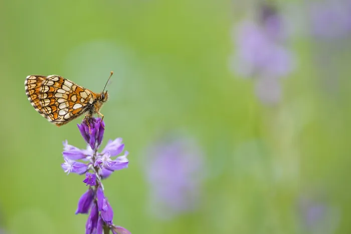 Framed Print : Macro image of a butterfly