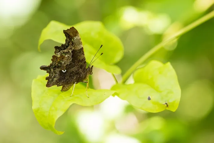 Framed Print : Macro image of a butterfly