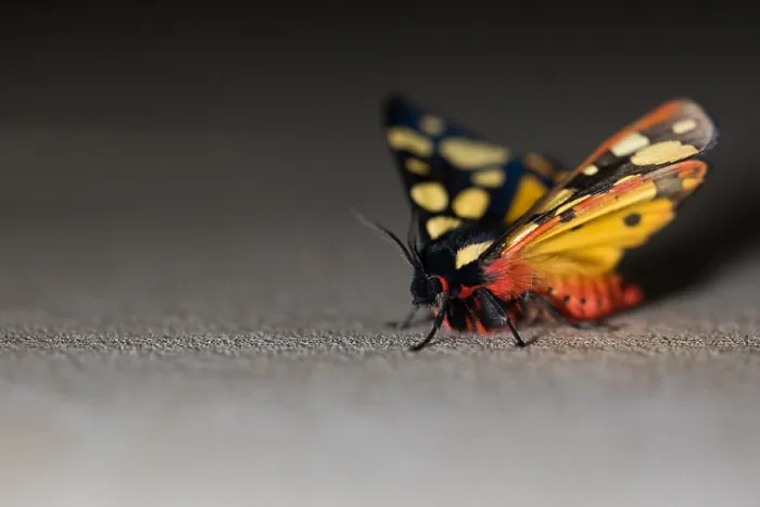 Framed Print : Macro image of a butterfly