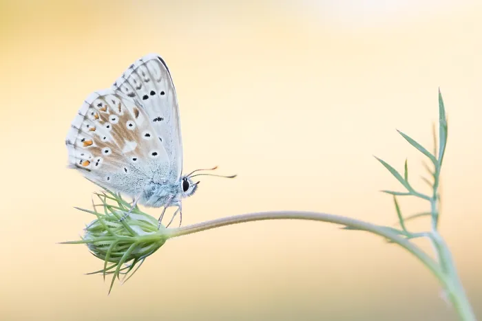 Framed Print : Macro image of a butterfly