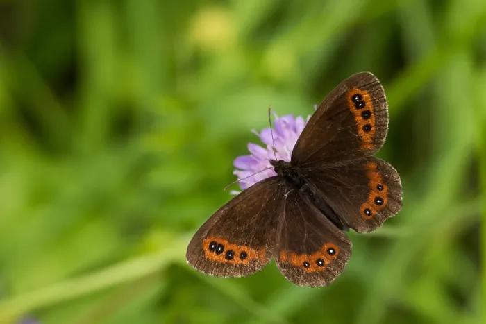 Framed Print : Macro image of a butterfly