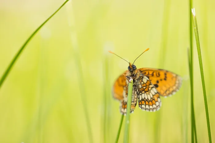 Framed Print : Macro image of a butterfly