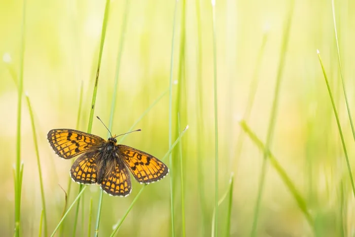 Framed Print : Macro image of a butterfly Framed Print : Macro image of a butterfly