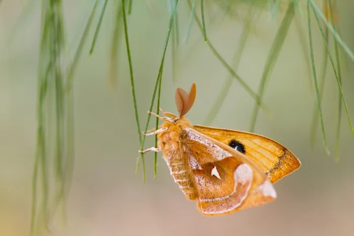 Framed Print : Macro image of a butterfly