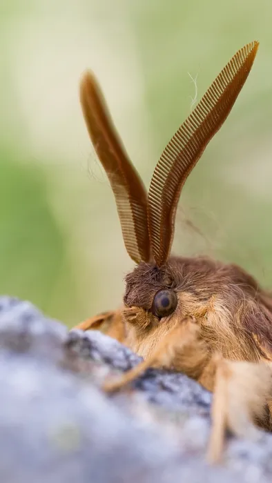 Framed Print : Macro image of a butterfly
