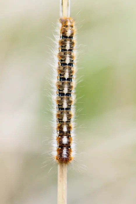 Framed Print : Macro image of a butterfly
