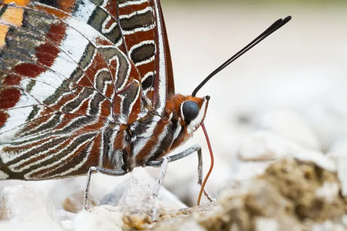 Framed Print : Macro image of a butterfly