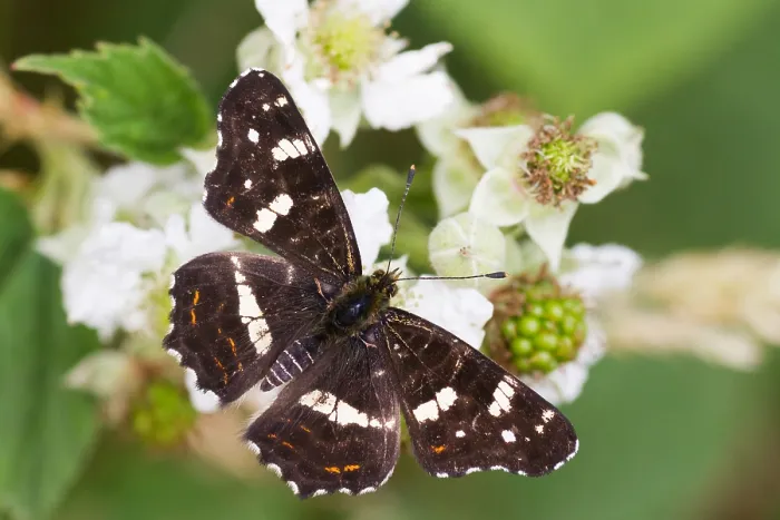 Framed Print : Macro image of a butterfly Framed Print : Macro image of a butterfly