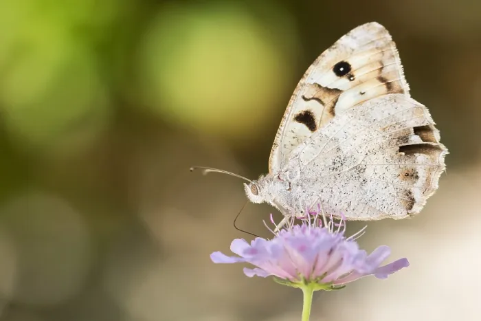 Framed Print : Macro image of a butterfly