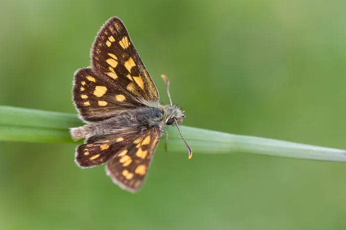Framed Print : Macro image of a butterfly