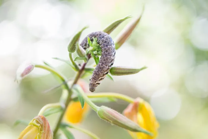 Framed Print : Macro image of a butterfly