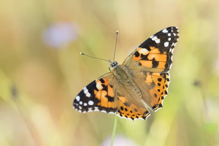 Framed Print : Macro image of a butterfly
