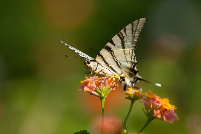 Framed Print : Macro image of a butterfly