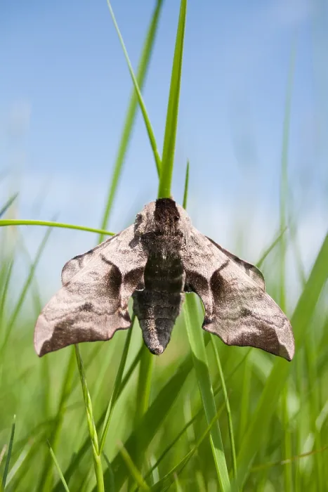 Framed Print : Macro image of a butterfly