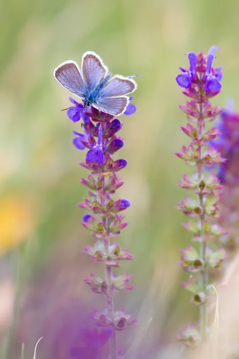 Framed Print : Macro image of a butterfly Framed Print : Macro image of a butterfly