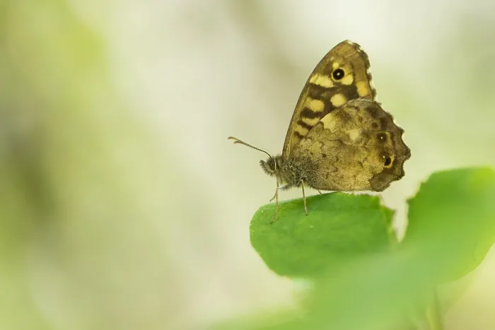 Framed Print : Macro image of a butterfly