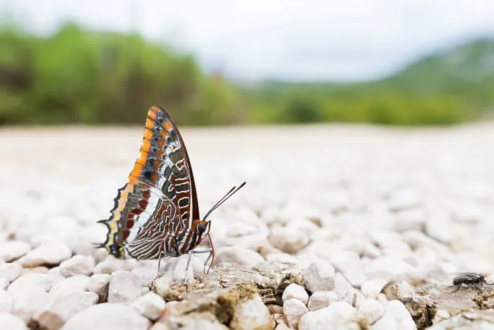 Framed Print : Macro image of a butterfly