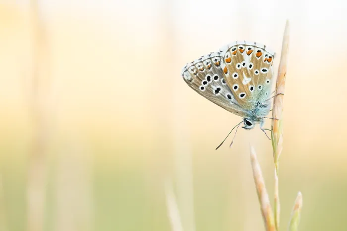 Framed Print : Macro image of a butterfly