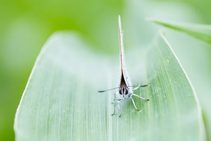 Framed Print : Macro image of a butterfly
