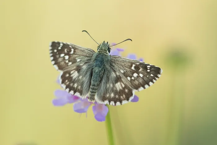 Framed Print : Macro image of a butterfly