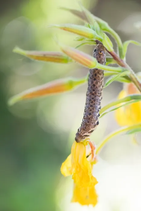 Framed Print : Macro image of a butterfly