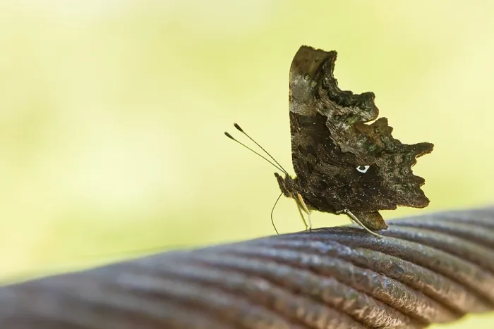 Framed Print : Macro image of a butterfly