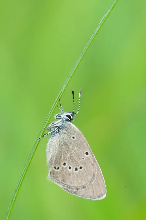 Framed Print : Macro image of a butterfly