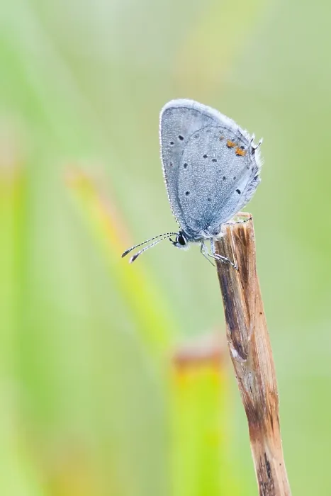 Framed Print : Macro image of a butterfly