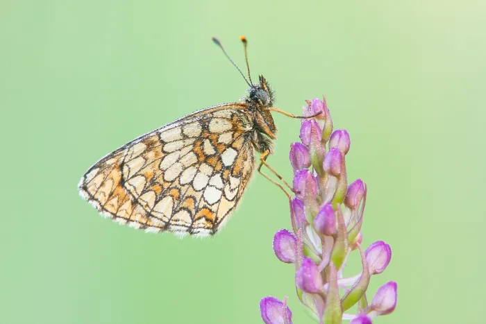Framed Print : Macro image of a butterfly