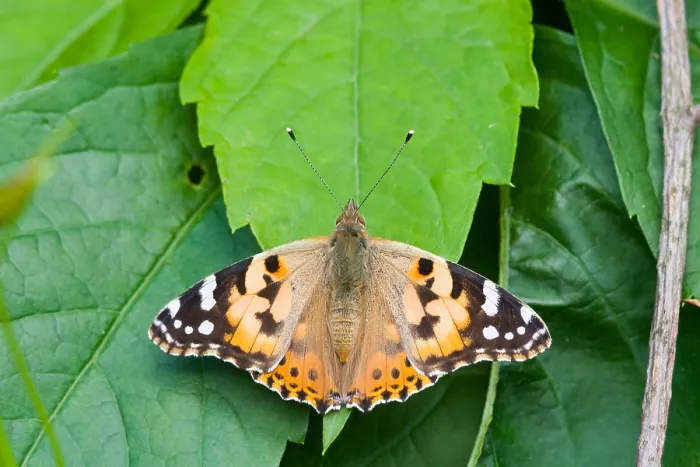 Framed Print : Macro image of a butterfly