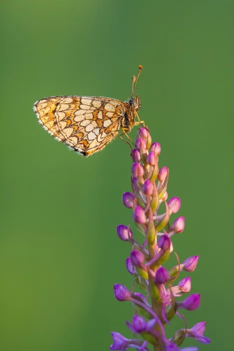 Framed Print : Macro image of a butterfly Framed Print : Macro image of a butterfly