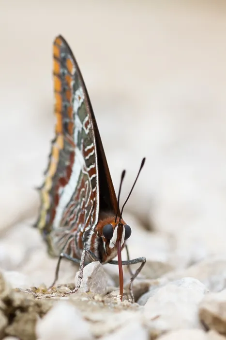 Framed Print : Macro image of a butterfly