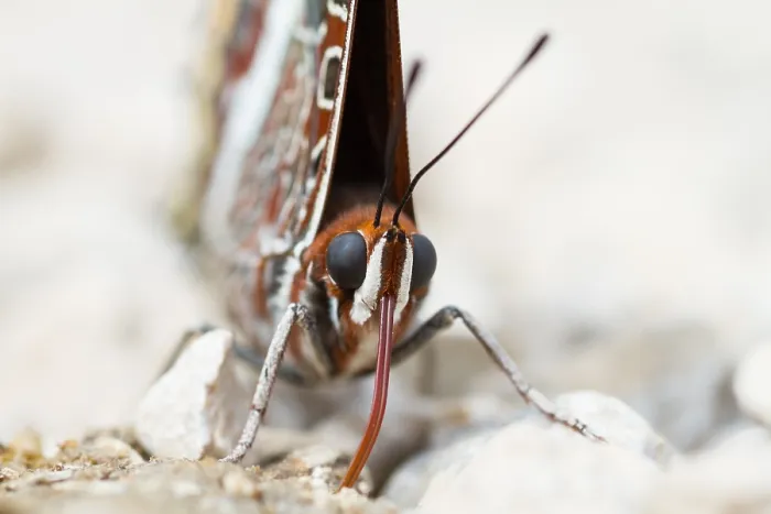 Framed Print : Macro image of a butterfly
