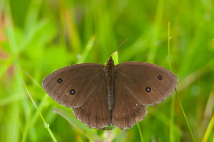 Framed Print : Macro image of a butterfly