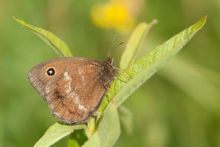 Framed Print : Macro image of a butterfly