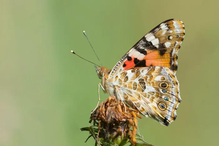 Framed Print : Macro image of a butterfly